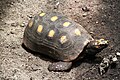 red-footed tortoise