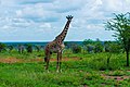 Twiga Amesimama peke yake Serengeti, Tanzania