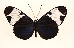 Description de l'image Heliconius sapph0.jpg.