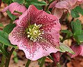 24. A boglárkafélék családjába és a hunyor nemzetségbe tartozó keleti hunyor (Helleborus orientalis) (javítás)/(csere)