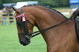 http://upload.wikimedia.org/wikipedia/commons/thumb/b/b6/Horse_DoubleBridle_Show.jpg/260px-Horse_DoubleBridle_Show.jpg