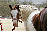 Horse with plaited mane.jpg