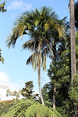 Sirokentiapalmu (Howea belmorena)