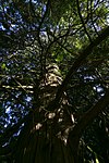 Abendländischer Lebensbaum (Thuja occidentalis)