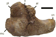 Proximal view of the tibia from CMN 9802, possibly Qiupalong sp.