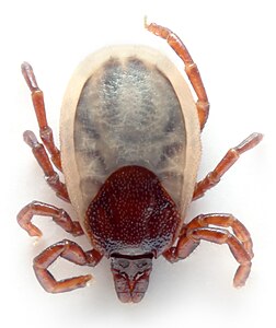 Une tique femelle (Ixodes ricinus), espèce endémique d’Europe, d’Asie et d’Amérique du Nord, vecteur de la maladie de Lyme. (définition réelle 1 182 × 1 407*)