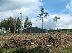 Likvidace stromů, napadených kůrovcem poblíž železniční stanice Jedlová (rok 2020). V pozadí hora Jedlová (774 m n. m.).
