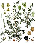Juniperus communis — Можжевельник обыкновенный