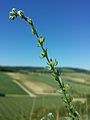 Kletten-Igelsame (Lappula squarrosa), in Österreich gefährdet.[8]