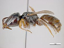 Lasioglossum hemichalceum.jpeg