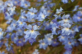 Lechenaultia biloba