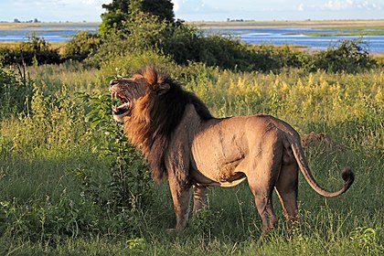 Leão (Panthera leo), Parque Nacional de Chobe, Botswana. (definição 5 865 × 3 910)