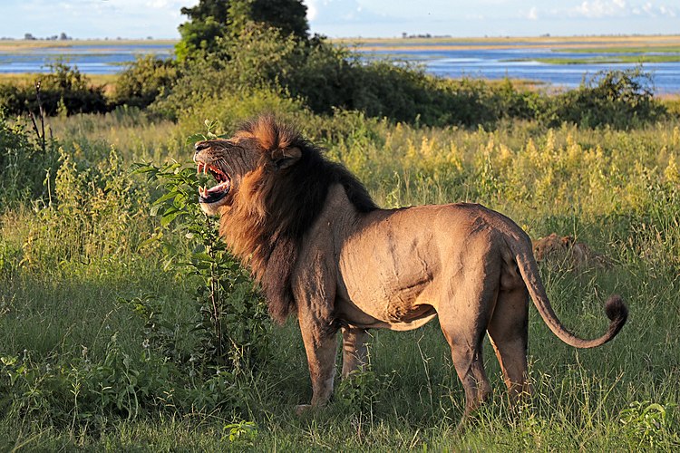 Зевающий старый самец льва (Panthera leo)