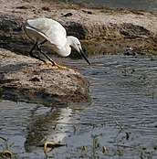 Little Egret (Egretta garzetta)- Breeding plumage- catching prey in Hyderabad, AP W IMG 7656.jpg