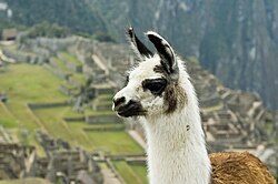  Un lama devant le Machu Picchu