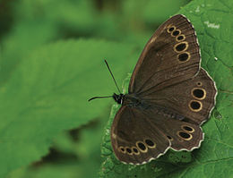 Akiuotasis satyras (Lopinga achine)