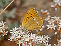 Lycaena virgaureae, mascul - vedere laterală