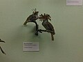 Koronás tirannusz (Onychorhynchus coronatus)