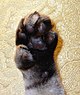 Opposable 'thumb' on male polydactyl cat.