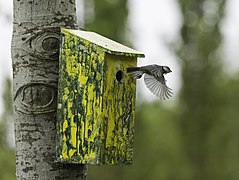 Mésange quittant son nichoir jaune et vert.