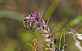 Spójnica zagorzałka (Melitta tricincta) specjalizuje się w zbieraniu pyłku z zagorzałka.