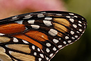 Monarch Butterfly Danaus plexippus Wing 2400px