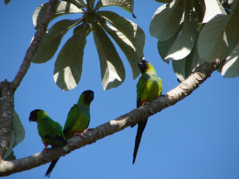 800px-Nandayus_nenday_-Brazilian_Pantanal-8.jpg