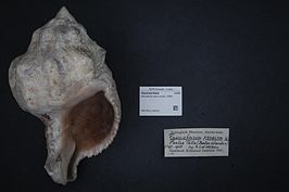 Pleuroploca clava