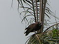 Kappengeier Hooded Vulture