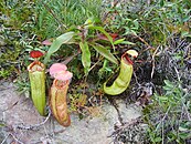 Nepenthes bokorensis op Phnom Bokor. Deze bekerplant is naar de berg vernoemd.