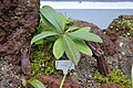 Nepenthes tomoriana in the Bogor Botanical Gardens