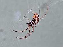 side view of female, Cairns