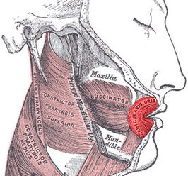 Musculus orbicularis oris