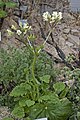 Pelargonium oblongatum