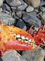 Lithodes santolla, detalhe de uma pinça.