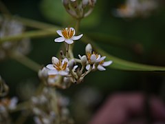 Poeciloneuron indicum.