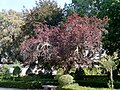 Miniatura para Prunus cerasifera