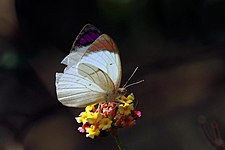 Colotis regina