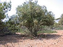 Quercus calliprinos tree 1.JPG