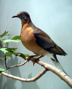 ROM-BirdGallery-PassengerPigeon.png