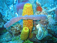 Sünger biyoçeşitliliği; Aplysina fistularis (sarı), Niphates digitalis (mor), Spiratrella coccinea (kırmızı) ve Callyspongia (gri) Karayip Denizi, Kayman Adaları.