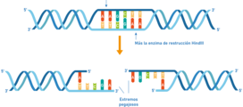 Técnicas y herramientas biotecnológicas Evaluación de la lección 2: Técnicas y herramientas biotecnológicas