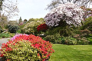 A picture of the colourful rhododendrons planted at the Abkhazi Garden in Victoria, British Columbia
