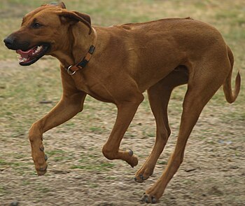 English: Rhodesian Ridgeback Български: Родези...