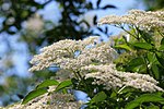 Miniatura para Sambucus