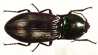 Selatosomus aeneus.