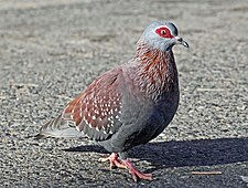 Gespikkelde duuve (Columba guinea)