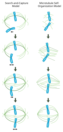 In the centrosome-mediated "search and capture" model (left), microtubules nucleated from centrosomes contact chromosomes by chance and become stabilized at kinetochores to form the spindle. In the chromatin-mediated "self-organization" model (right), microtubules are nucleated around the vicinity of mitotic chromatin and organized into a bipolar array by motor proteins. Spindle assembly models.svg