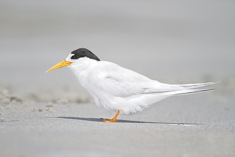 Fairy Tern