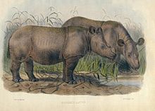 Dessin représentant deux rhinocéros s'abreuvant à un point d'eau.